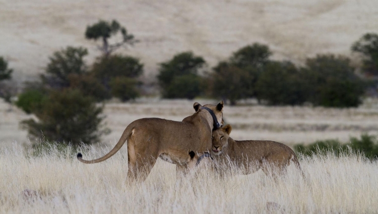 Desert Rhino Camp - Wüsten Löwen